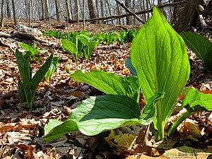 https://upload.wikimedia.org/wikipedia/commons/thumb/1/12/Skunk_Cabbage_-_Flickr_-_treegrow_%281%29.jpg/300px-Skunk_Cabbage_-_Flickr_-_treegrow_%281%29.jpg | Moje Dvorište
