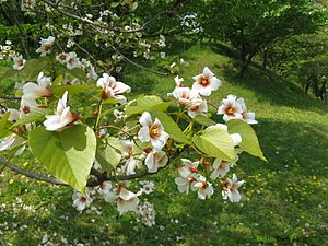 https://upload.wikimedia.org/wikipedia/commons/thumb/7/77/Vernicia_fordii8.jpg/300px-Vernicia_fordii8.jpg | Moje Dvorište