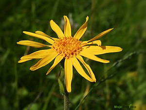 https://upload.wikimedia.org/wikipedia/commons/thumb/4/49/Arnica_montana_%28flower_head%29.jpg/300px-Arnica_montana_%28flower_head%29.jpg | Moje Dvorište