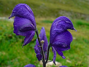 https://upload.wikimedia.org/wikipedia/commons/thumb/d/d3/Aconitum_napellus_004.JPG/300px-Aconitum_napellus_004.JPG | Moje Dvorište