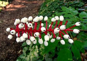https://upload.wikimedia.org/wikipedia/commons/thumb/9/9b/Doll%27s_Eyes%2C_Mount_Auburn_Cemetery%2C_Cambridge%2C_Massachusetts.jpg/300px-Doll%27s_Eyes%2C_Mount_Auburn_Cemetery%2C_Cambridge%2C_Massachusetts.jpg | Moje Dvorište