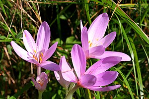 https://upload.wikimedia.org/wikipedia/commons/thumb/a/ad/Colchicum_autumnale_ENBLA03.jpeg/300px-Colchicum_autumnale_ENBLA03.jpeg | Moje Dvorište