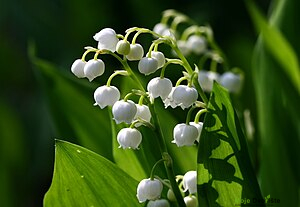 https://upload.wikimedia.org/wikipedia/commons/thumb/4/42/Lily_of_the_valley_777.jpg/300px-Lily_of_the_valley_777.jpg | Moje Dvorište