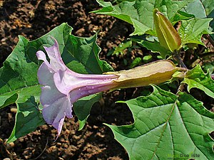 https://upload.wikimedia.org/wikipedia/commons/thumb/6/63/Datura_stramonium_002.JPG/300px-Datura_stramonium_002.JPG | Moje Dvorište
