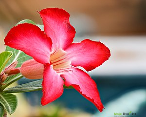 https://upload.wikimedia.org/wikipedia/commons/thumb/4/4a/Adenium_Obesum_Flower_Side_Macro_Mar22_D72_23052-58_ZS_P.jpg/300px-Adenium_Obesum_Flower_Side_Macro_Mar22_D72_23052-58_ZS_P.jpg | Moje Dvorište