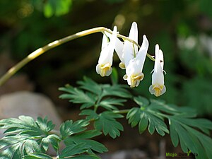 https://upload.wikimedia.org/wikipedia/commons/thumb/8/8f/Dicentra_cucullaria.JPG/300px-Dicentra_cucullaria.JPG | Moje Dvorište