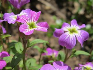 https://upload.wikimedia.org/wikipedia/commons/thumb/a/a1/20150414Erysimum_cheiri3.jpg/300px-20150414Erysimum_cheiri3.jpg | Moje Dvorište