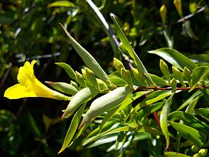 https://upload.wikimedia.org/wikipedia/commons/thumb/8/80/Gelsemium_sempervirens6.jpg/300px-Gelsemium_sempervirens6.jpg | Moje Dvorište