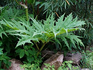 https://upload.wikimedia.org/wikipedia/commons/thumb/9/90/Heracleum_mantegazzianum_Sausal_-_leaf.jpg/300px-Heracleum_mantegazzianum_Sausal_-_leaf.jpg | Moje Dvorište