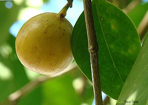 https://upload.wikimedia.org/wikipedia/commons/thumb/e/eb/Hippomane_mancinella%2C_the_Death_Apple_%2811239909065%29.jpg/300px-Hippomane_mancinella%2C_the_Death_Apple_%2811239909065%29.jpg | Moje Dvorište