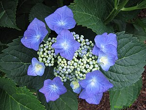 https://upload.wikimedia.org/wikipedia/commons/thumb/0/0a/Hydrangea_MacrophyllaTaube.JPG/300px-Hydrangea_MacrophyllaTaube.JPG | Moje Dvorište