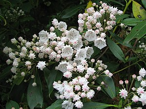https://upload.wikimedia.org/wikipedia/commons/thumb/5/52/Kalmia_latifolia_species.jpg/300px-Kalmia_latifolia_species.jpg | Moje Dvorište