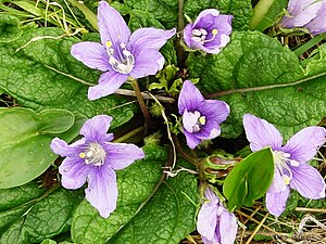 https://upload.wikimedia.org/wikipedia/commons/thumb/f/fa/Mandragora_autumnalis1432.JPG/300px-Mandragora_autumnalis1432.JPG | Moje Dvorište