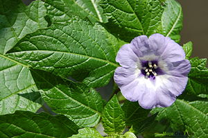 https://upload.wikimedia.org/wikipedia/commons/thumb/e/e0/Nicandra_physalodes_blackspots_leaf_and_flower.JPG/300px-Nicandra_physalodes_blackspots_leaf_and_flower.JPG | Moje Dvorište