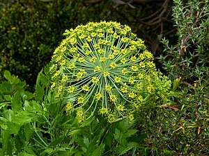 https://upload.wikimedia.org/wikipedia/commons/thumb/7/72/Peucedanum_galbanum_Blister_bush_Table_mt_%281%29.JPG/300px-Peucedanum_galbanum_Blister_bush_Table_mt_%281%29.JPG | Moje Dvorište