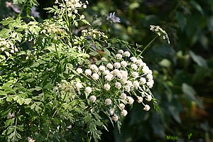 https://upload.wikimedia.org/wikipedia/commons/thumb/9/9e/Oenanthe_crocata_LeaValley.jpg/300px-Oenanthe_crocata_LeaValley.jpg | Moje Dvorište