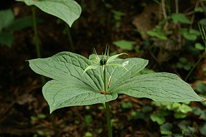 https://upload.wikimedia.org/wikipedia/commons/thumb/c/c1/Paris_quadrifolia_PID1636-1.jpg/300px-Paris_quadrifolia_PID1636-1.jpg | Moje Dvorište