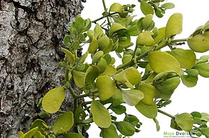 https://upload.wikimedia.org/wikipedia/commons/thumb/f/f3/Mistletoe-0243.jpg/300px-Mistletoe-0243.jpg | Moje Dvorište
