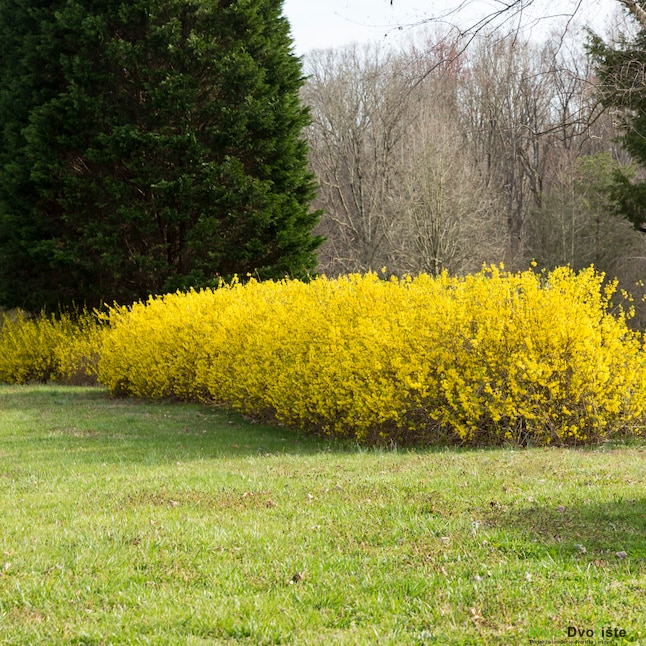 Forzicija (Forsythia) | Moje Dvorište