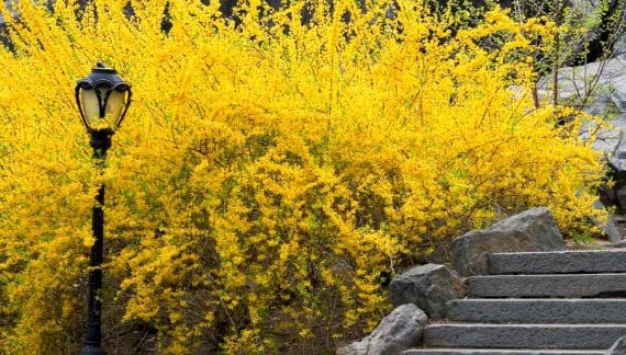 Forsythia