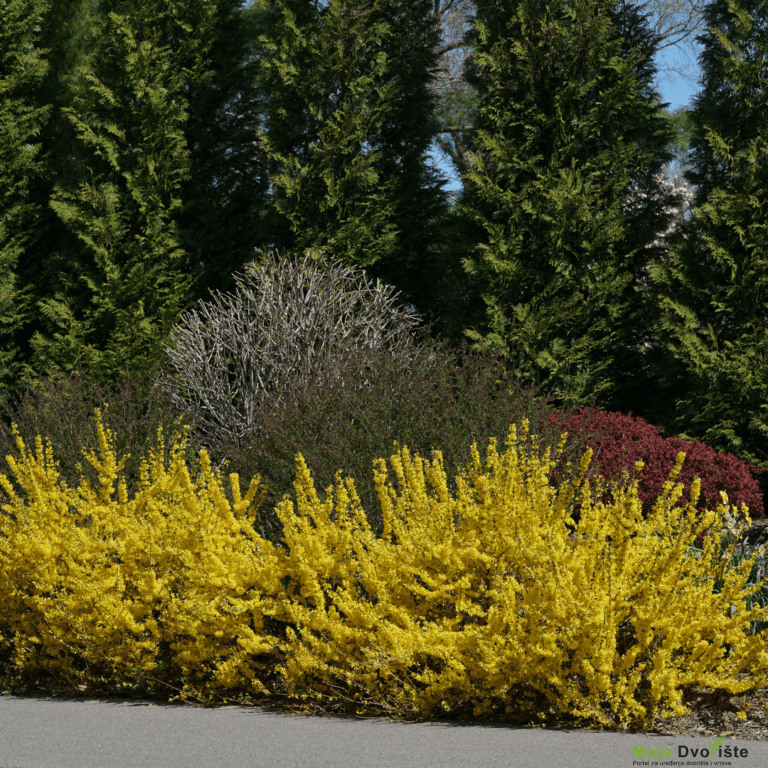 Forsythia x intermedia  | Moje Dvorište'Show Off Starlet'