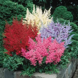 astilbe-višebojna | Moje Dvorište astilbe | Moje Dvorište