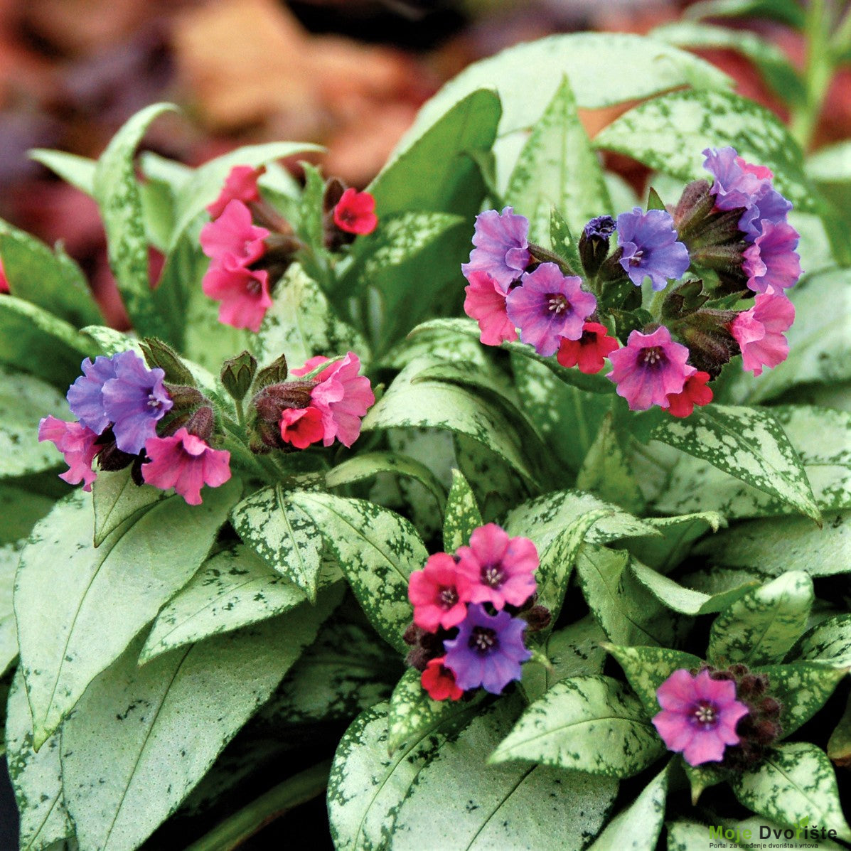new-pink-and-blue-lungwort-plants-for-sale-or-silver | Moje Dvorište Plućnjak (Pulmonaria officinalis) | Moje Dvorište