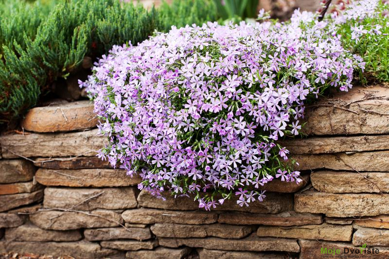 Phlox subulata - Kako uzgajati floks | Moje Dvorište
