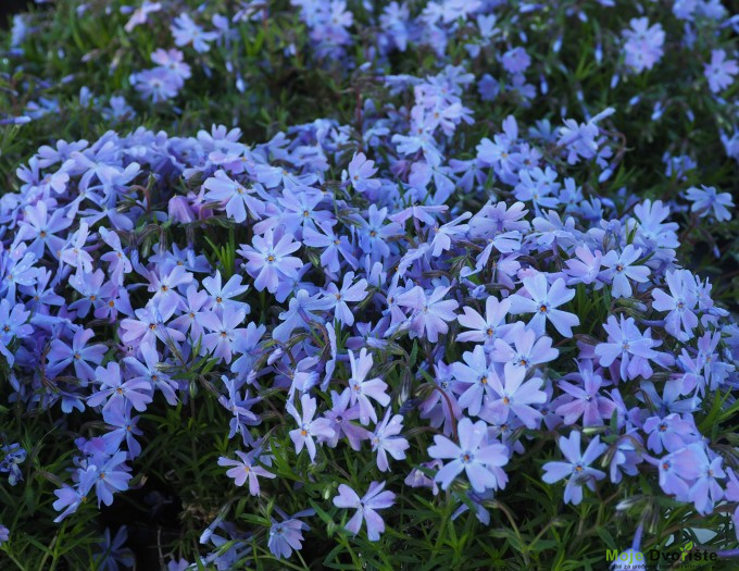Phlox subulata - Kako uzgajati floks | Moje Dvorište