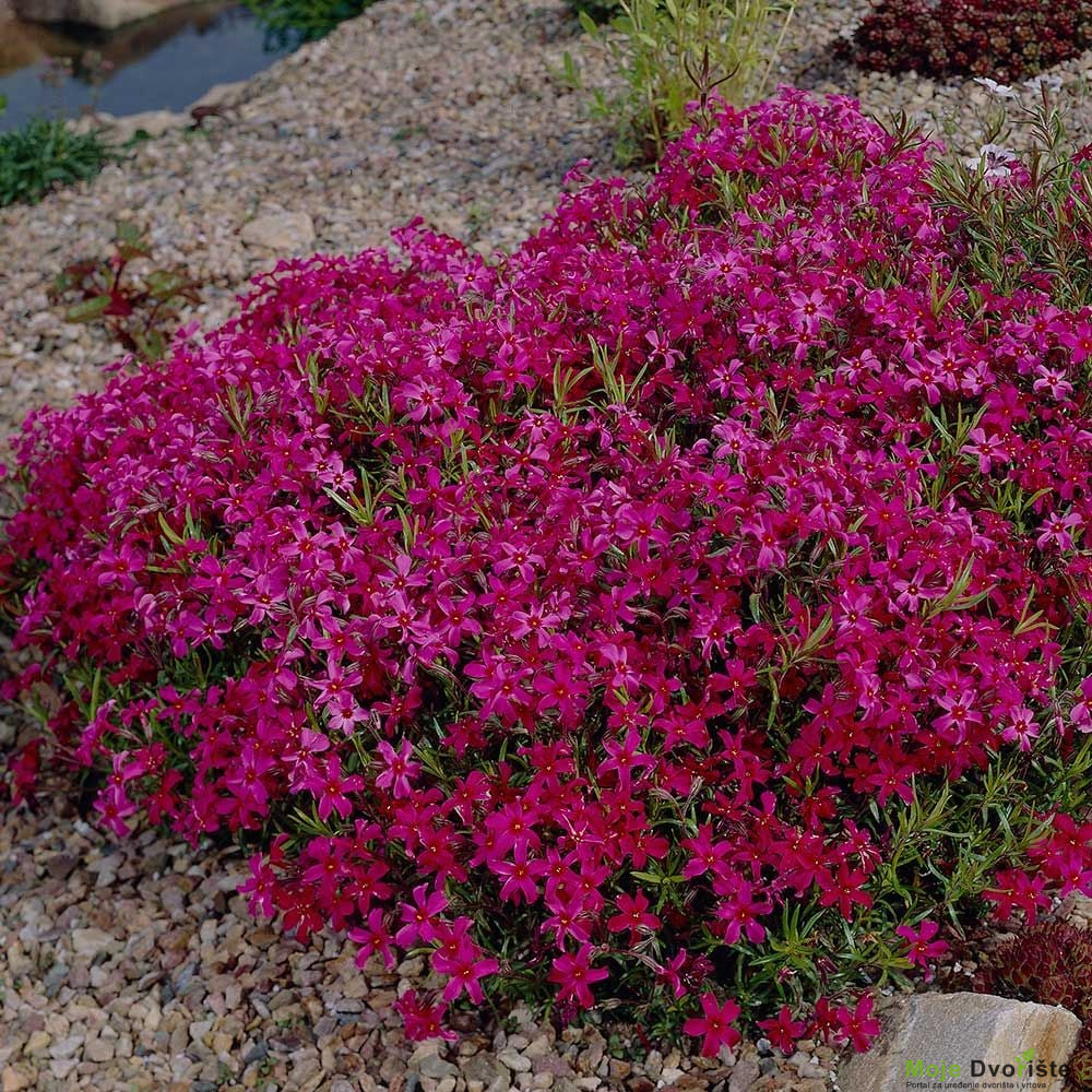 Phlox subulata  | Moje Dvorište'Scarlet Flame' 