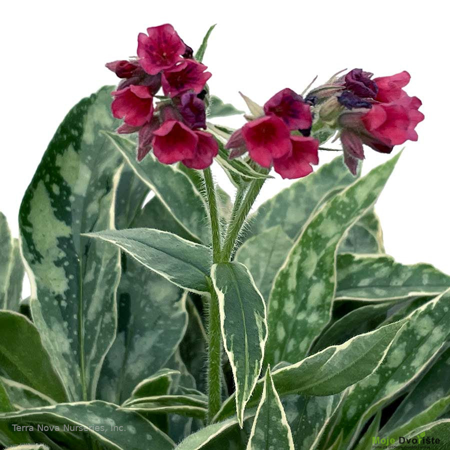 pulmonaria-raspberry-frost-in-the-country-gard | Moje Dvorište Pulmonaria | Moje Dvorište'Raspberry Frost'