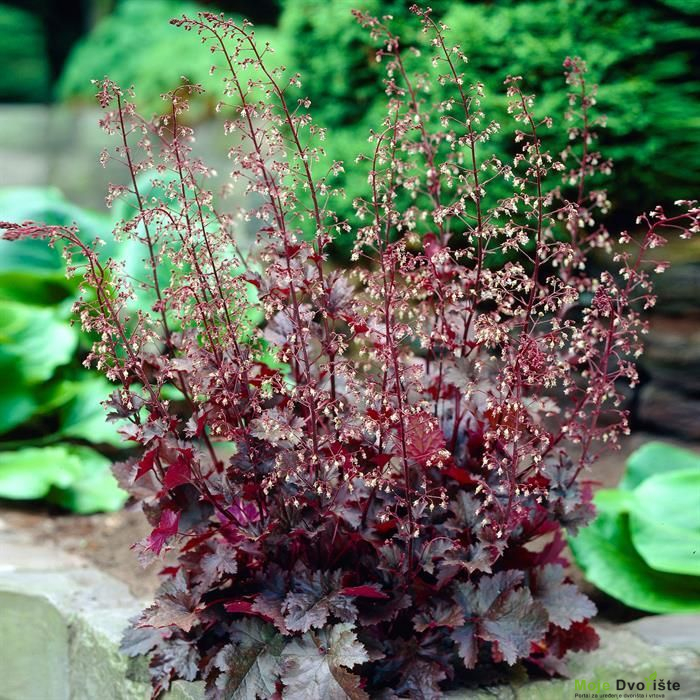 buy-heuchera-chocolate-ruffles-9-cm-pot-affordable | Moje Dvorište Heuchera | Moje Dvorište'Chocolate Ruffles'