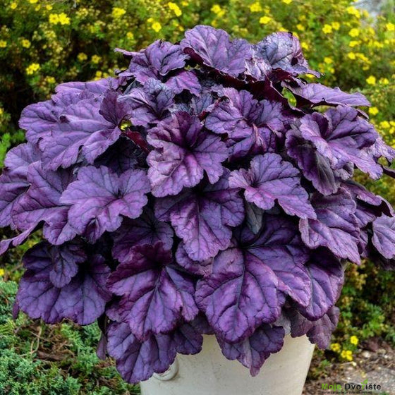 buy-heuchera-dolce-wildberry-online-or-garden-goods | Moje Dvorište Heuchera - Koralni zvončići | Moje Dvorište