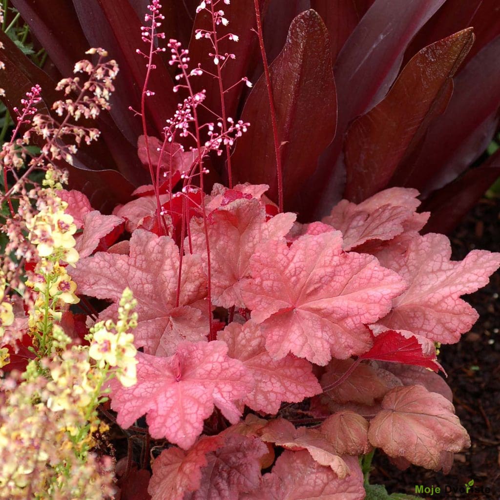 heuchera-autumn-leaves-or-terra-novar-nurseries | Moje Dvorište Heuchera | Moje Dvorište'Autumn Leaves'