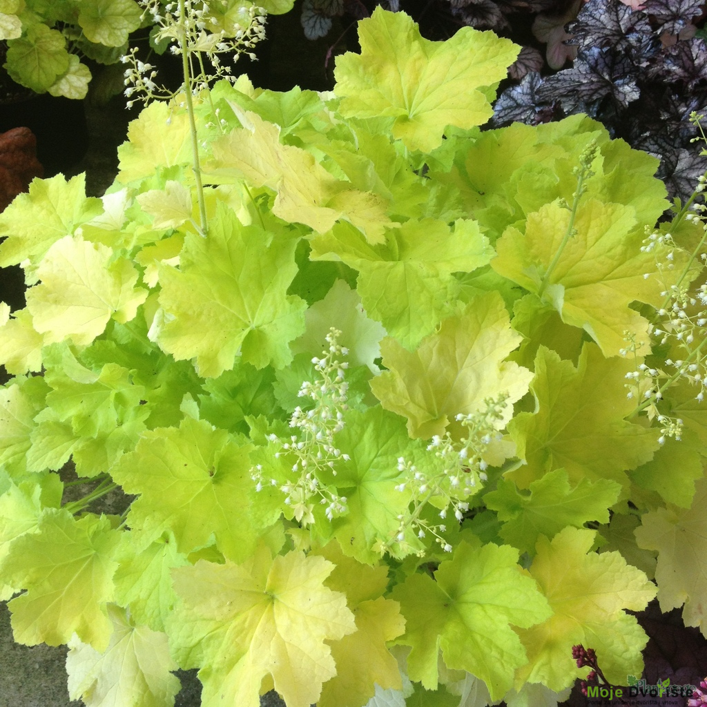 heuchera-citronelle-from-the-chelsea-gold-medal | Moje Dvorište Heuchera | Moje Dvorište'Citronelle'
