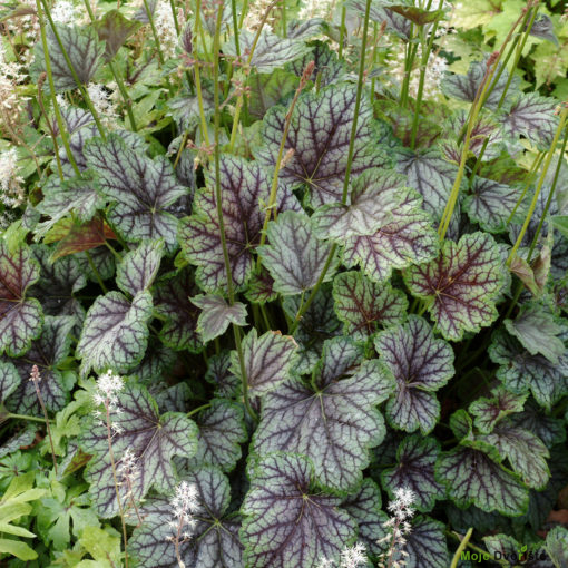 heuchera-green-spice-or-terra-novar-nurseries-in | Moje Dvorište Heuchera | Moje Dvorište'Green Spice'
