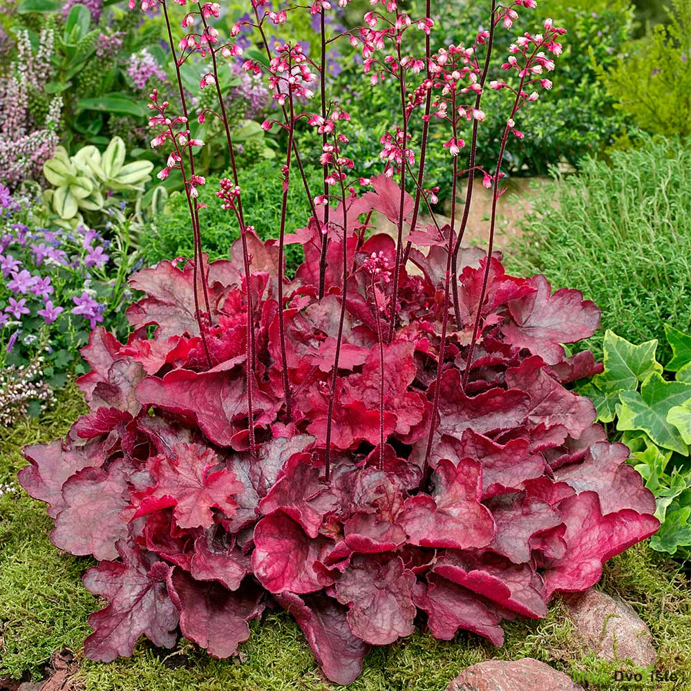 heuchera-hybrida-fire-chief-koralni-zvoncic-f | Moje Dvorište Heuchera | Moje Dvorište'Fire Chief'