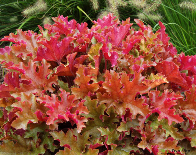 heuchera-marmalade-coral-bells | Moje Dvorište Heuchera | Moje Dvorište'Marmalade'