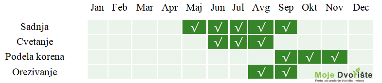 koralni zvoncici | Moje Dvorište