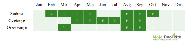 Lavanda kalendar