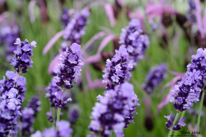 Lavandula angustifolia 'Hidcote'