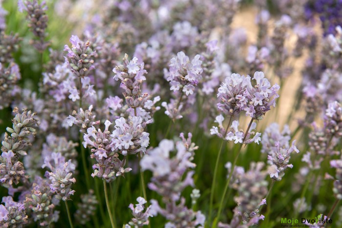 Lavandula angustifolia "Little Lottie"