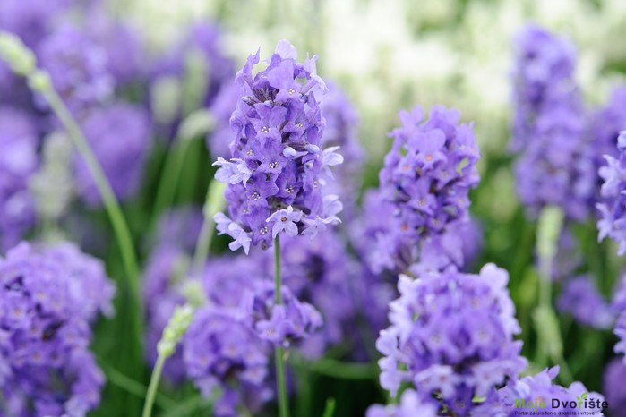 Lavandula angustifolia "Lullabi Blue"