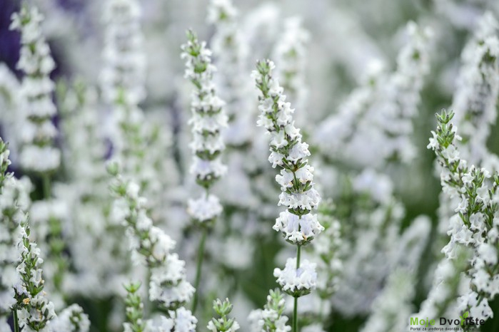 Lavandula x intermedia "Edelweiss"