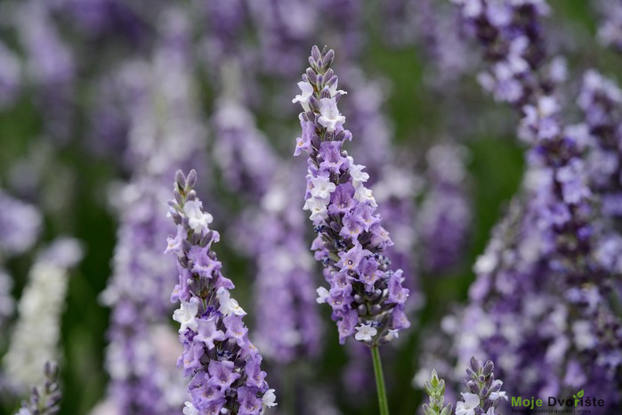 Lavandula x intermedia "Gros Bleu"