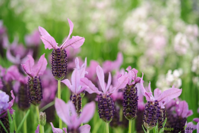 Lavandula stoechas "Willow Vale"
