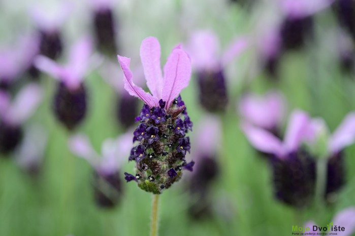 Lavandula stoechas "Fathead"