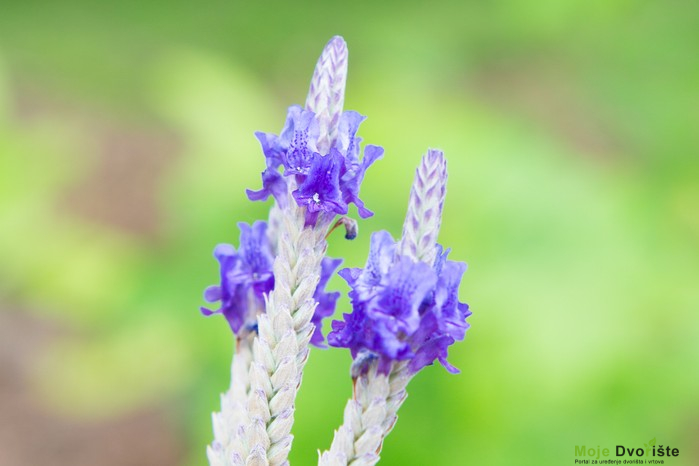 Lavandula x hristijana