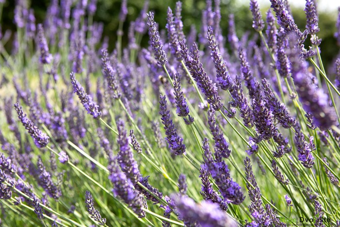 Lavandula x intermedia "Grosso"