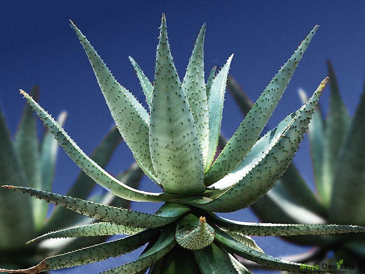 Aloe vera